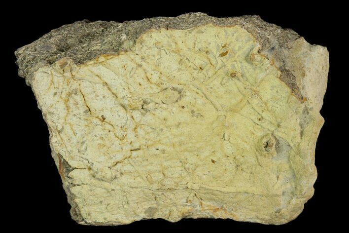 Fossil Triceratops Frill Section - North Dakota #120531
